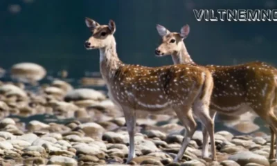 Viltnemnda