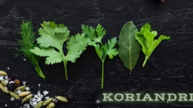 Koriandri